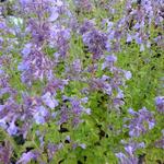 Nepeta grandiflora 'Pool Bank' - 