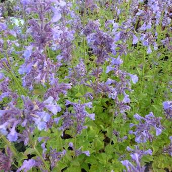 Nepeta grandiflora 'Pool Bank'