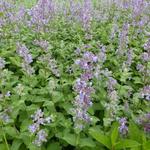 Nepeta grandiflora 'Summer Magic' - 