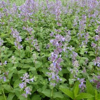 Nepeta grandiflora 'Summer Magic'