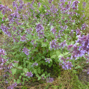 Nepeta grandiflora 'Wild Cat'