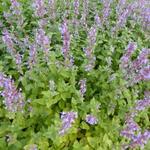 Nepeta grandiflora 'Zinser's Giant' - 