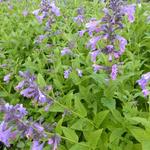 Nepeta 'Weinheim Big Blue' - 