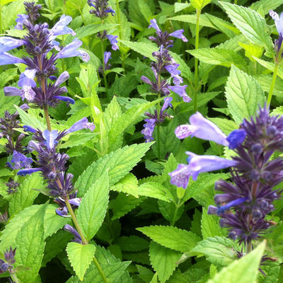 Nepeta manchuriensis 'Manchu Blue' - Nepeta manchuriensis 'Manchu Blue'