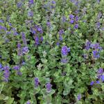 Nepeta racemosa - Trauben-Katzenminze