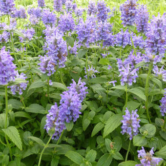 Nepeta nervosa