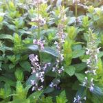 Nepeta nuda 'Accent' - 