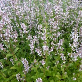 Nepeta nuda 'Anne’s Choice'