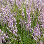 Nepeta nuda 'Purple Cat' - 