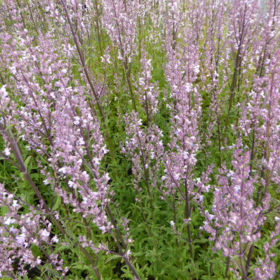 Nepeta nuda 'Purple Cat' - Nepeta nuda 'Purple Cat'