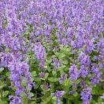 Nepeta racemosa 'Grog' - 