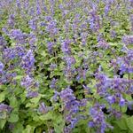 Nepeta racemosa 'Little Titch' - 