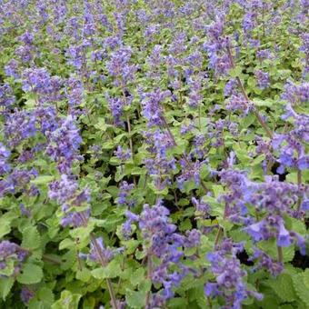 Nepeta racemosa 'Little Titch'