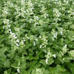 Nepeta racemosa 'Snowflake' - MENTHE DES CHATS