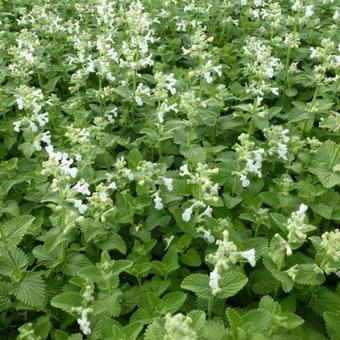 Nepeta racemosa 'Snowflake'