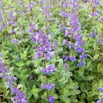 Nepeta racemosa 'Superba' - 