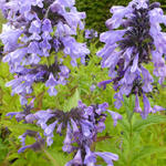 Nepeta sibirica - 