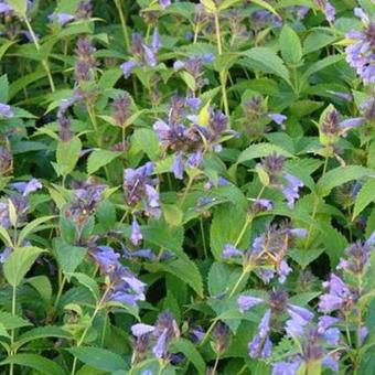 Nepeta subsessilis