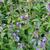 Nepeta subsessilis