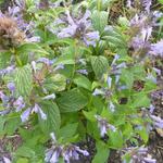 Nepeta subsessilis 'Laufen' - 