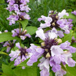 Nepeta subsessilis 'Sweet Dreams'