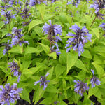 Nepeta subsessilis 'Washfield' - Nepeta subsessilis 'Washfield'