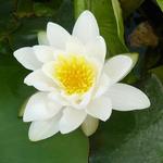 Nymphaea alba  - Weiße Seerose