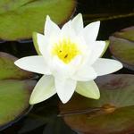 Nymphaea 'Gladstoniana' - NÉNUPHAR 'GLADSTONIANA ', NYMPHÉA GLADSTONIANA