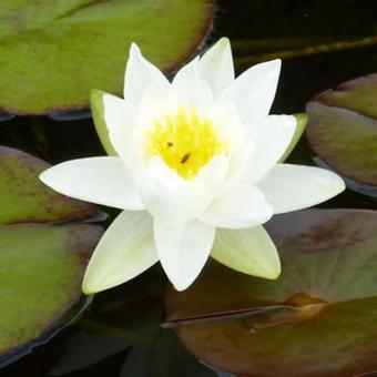 Nymphaea 'Gladstoniana'