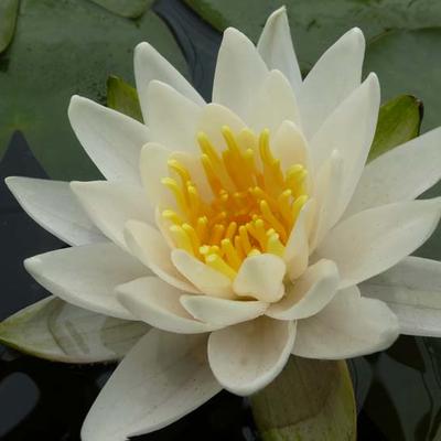 NÉNUPHAR  NAIN 'PYGMAEA ALBA' , NYMPHÉA 'PYGMAEA ALBA' - Nymphaea tetragona