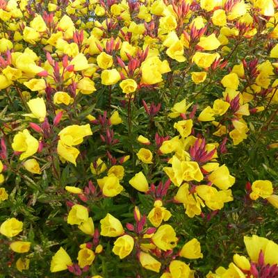 Oenothera fruticosa 'Camel' - 