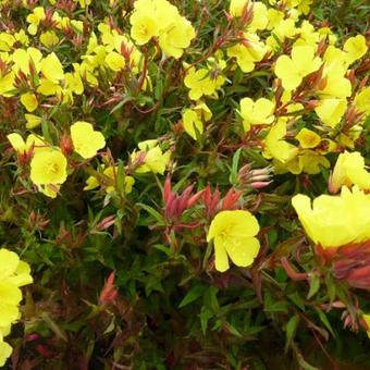 Oenothera fruticosa subsp. glauca 'Erica Robin'