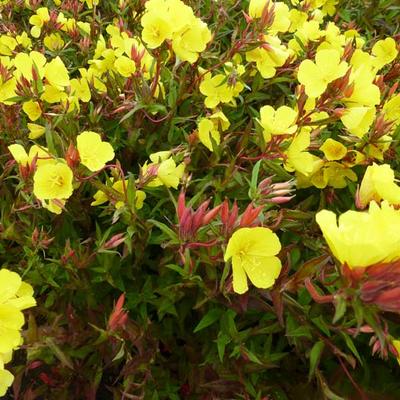 Oenothera fruticosa subsp. glauca 'Erica Robin' - 