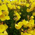 Oenothera fruticosa 'Hohes Licht' - Oenothera fruticosa 'Hohes Licht'