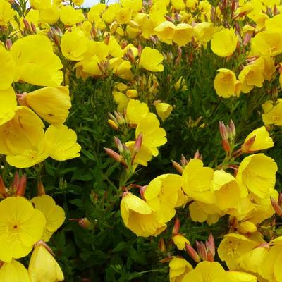 Oenothera fruticosa 'Hohes Licht'