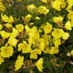 Oenothera fruticosa 'Michelle Ploeger' - 