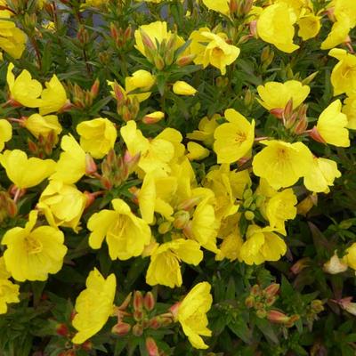 Oenothera fruticosa 'Michelle Ploeger' - 