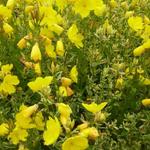 Oenothera fruticosa 'Silberblatt' - 