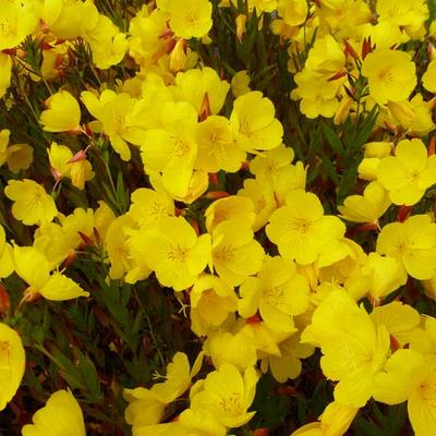 Oenothera fruticosa 'Sonnenwende' - Oenothera fruticosa 'Sonnenwende'