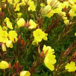 Oenothera fruticosa subsp. glauca - Oenothera fruticosa subsp. glauca