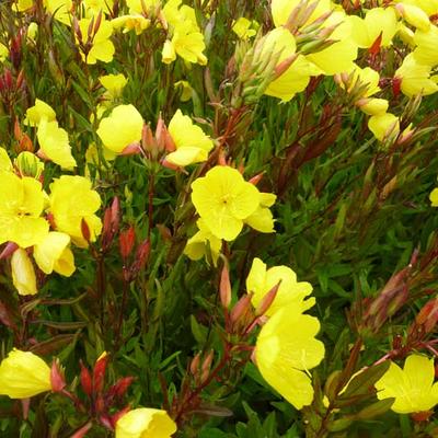 Oenothera fruticosa subsp. glauca