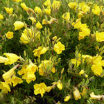 Oenothera fruticosa 'African Sun' - 