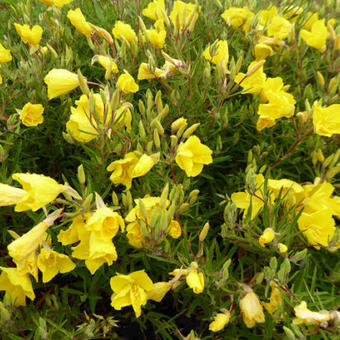 Oenothera fruticosa 'African Sun'