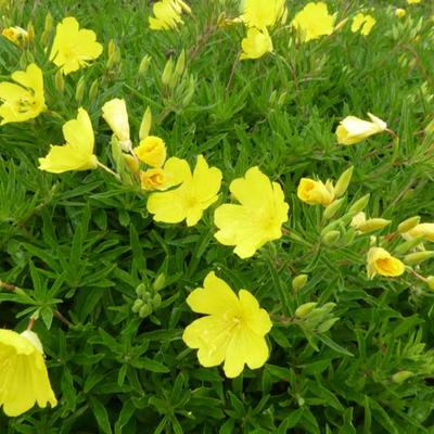 Oenothera 'Cold Crick' - 