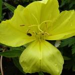 Oenothera macrocarpa - Oenothera macrocarpa