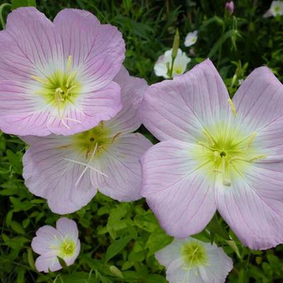 Oenothera speciosa - Rosa Nachtkerze