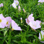 Oenothera speciosa 'Siskiyou' - 