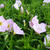 Oenothera speciosa 'Siskiyou'