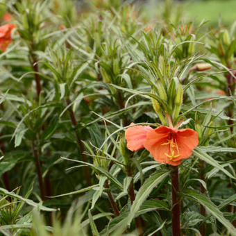 Oenothera versicolor 'Sunset Boulevard'