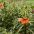 Oenothera versicolor 'Sunset Boulevard'